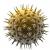 Вирусы HTLV-I: эпидемиология Показания для исследования